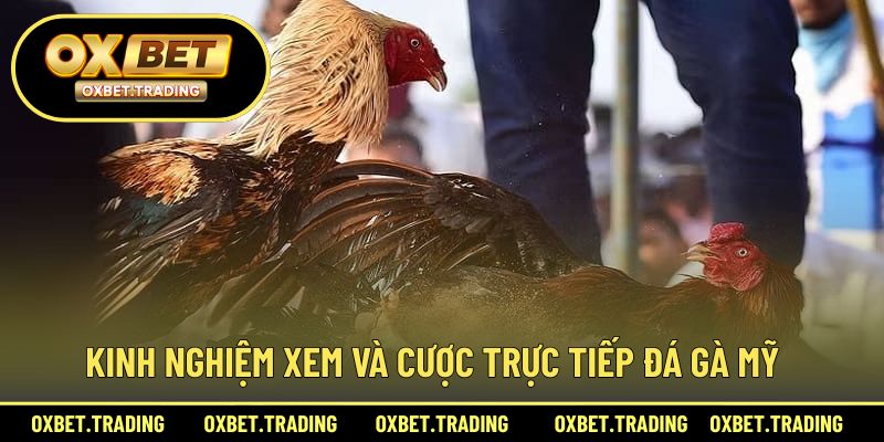 Bí quyết xem và đặt cược trực tiếp đá gà Mỹ hiệu quả