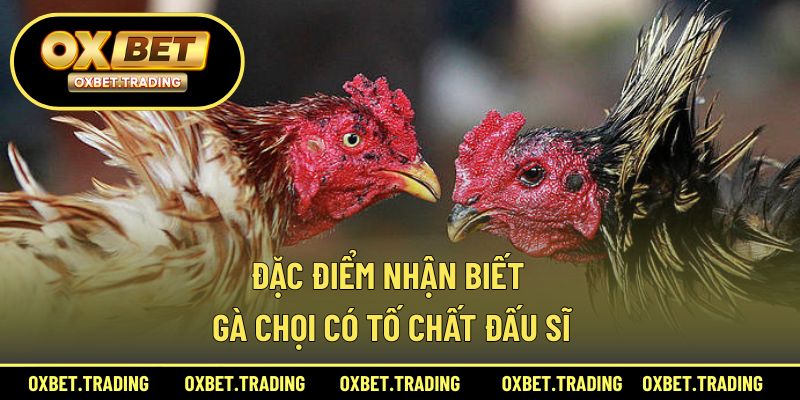 Cách nhận biết gà chọi sở hữu tố chất chiến đấu vượt trội