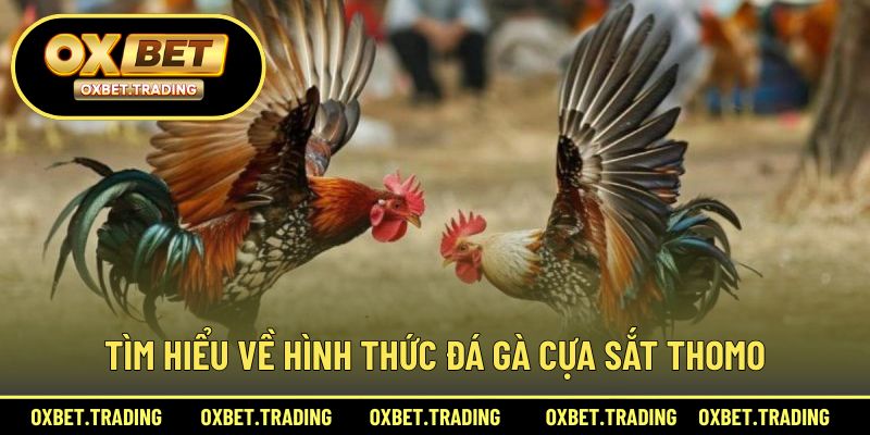 Giới thiệu tổng quan về hình thức đá gà cựa sắt Thomo