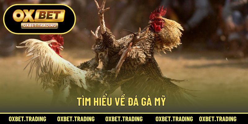 Khám phá về đá gà mỹ
