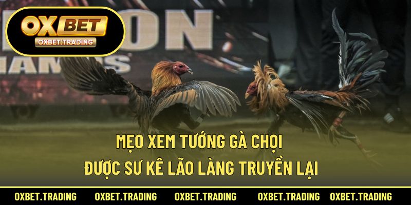 Kinh nghiệm xem tướng gà chọi được sư kê truyền dạy