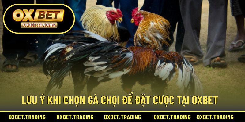 Lưu ý quan trọng khi chọn gà chọi để đặt cược tại nhà cái