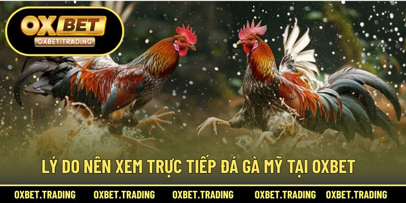 Lý do nên theo dõi đá gà Mỹ trực tiếp tại nhà cái