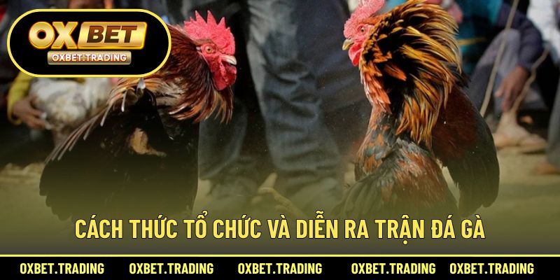 Quy trình tổ chức và diễn ra trận đá gà tại trường gà Thomo