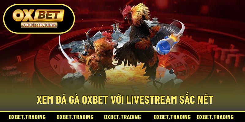 Xem đá gà OXBET với livestream sắc nét